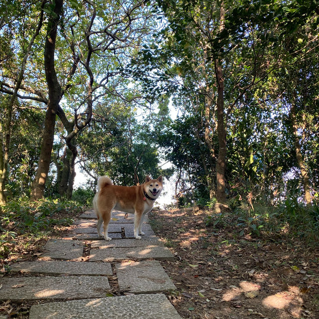 烘爐地登山步道⛰️