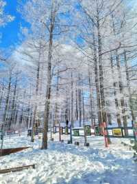 강원도 겨울여행은 여기! 정선 만항재❄️