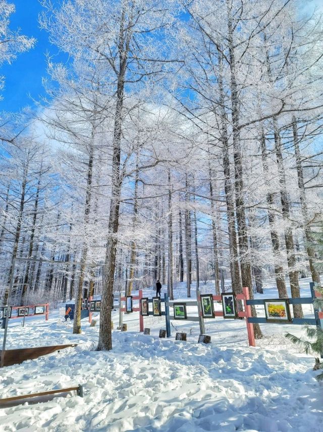 강원도 겨울여행은 여기! 정선 만항재❄️