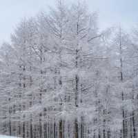 눈꽃세상❄️ 대관령 양떼목장