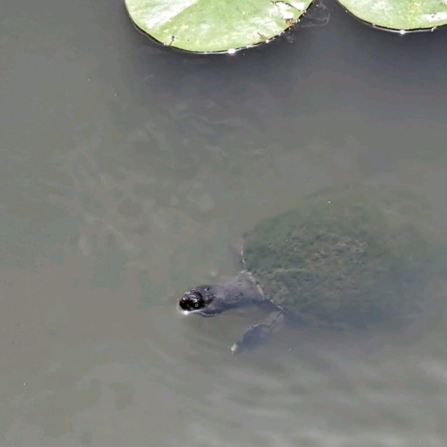 悉尼市區最大既公園～Centennial Park