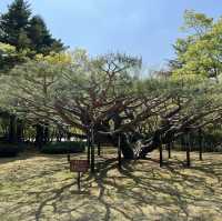 慶州景點-UNESCO世界文化遺產-佛國寺