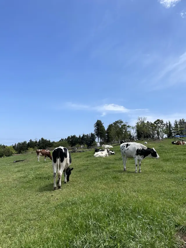 🌳제주도 풍경 맛집, “아침미소목장”