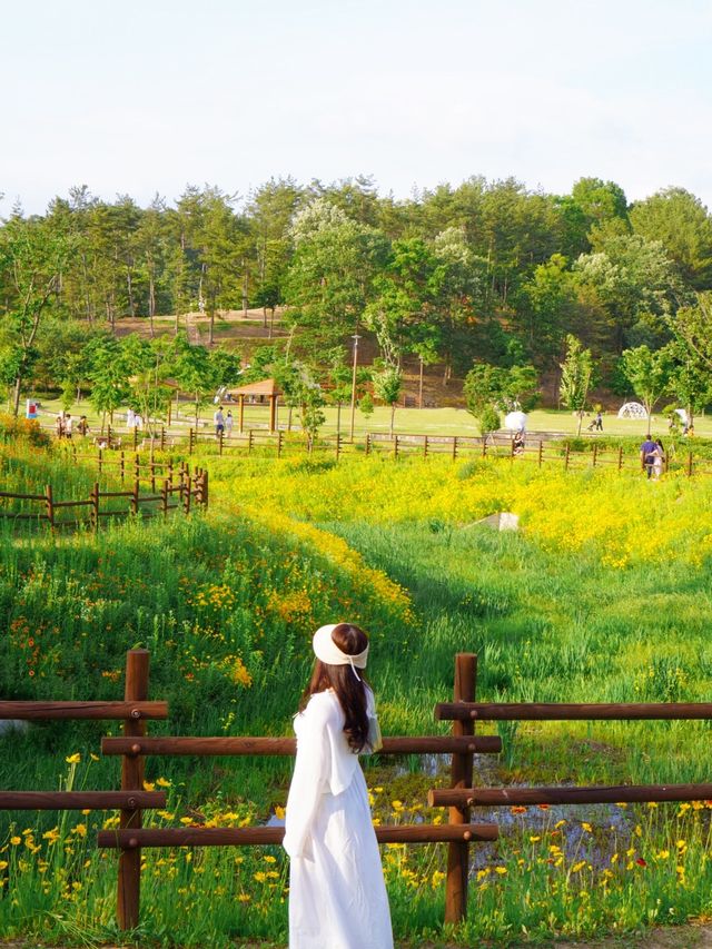 황금빛 금계국으로 만개한 함안 명소 🌼
