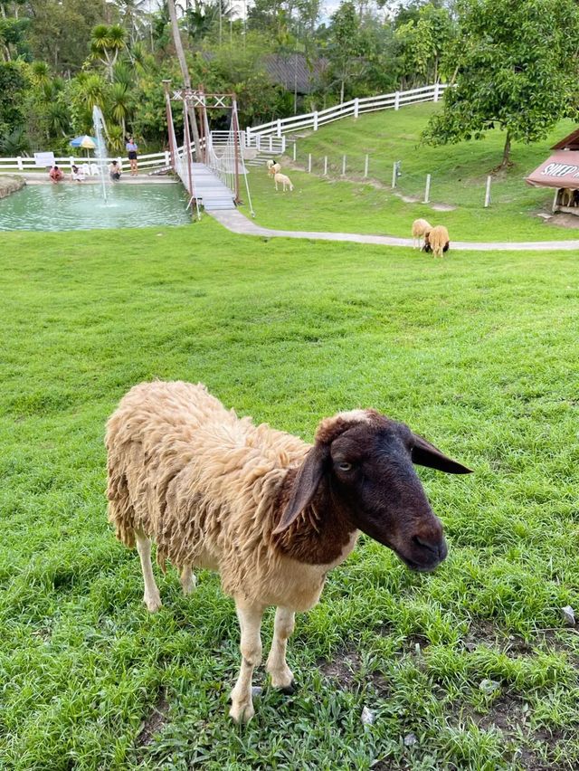 ฟาร์มแกะเมืองคอน🐑 Lansaka sheep farm