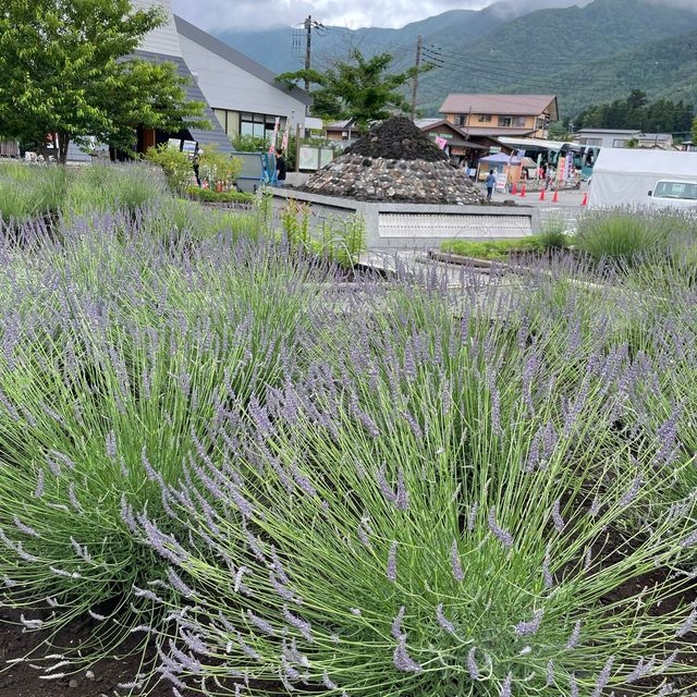 【ペットとお出かけ】ラベンダーまつり開催中の大石公園へ！