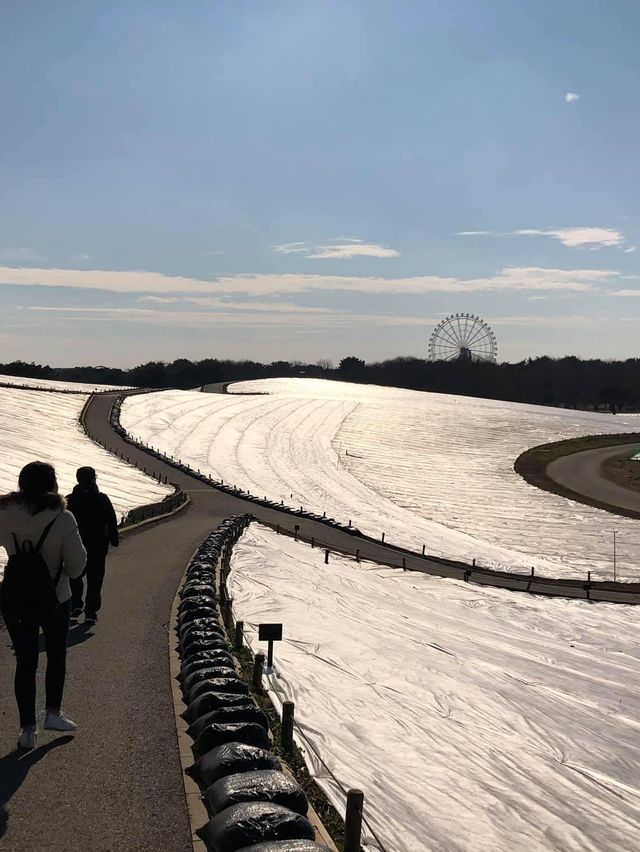 東京出發2小時景點🤪賞花必到‼️國營常陸海濱公園