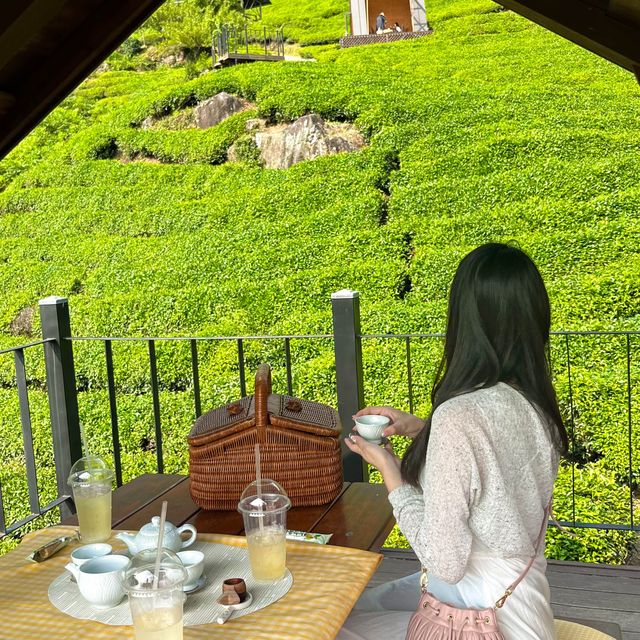 온 세상 초록 빛을 즐길 수 있는 카페 💚