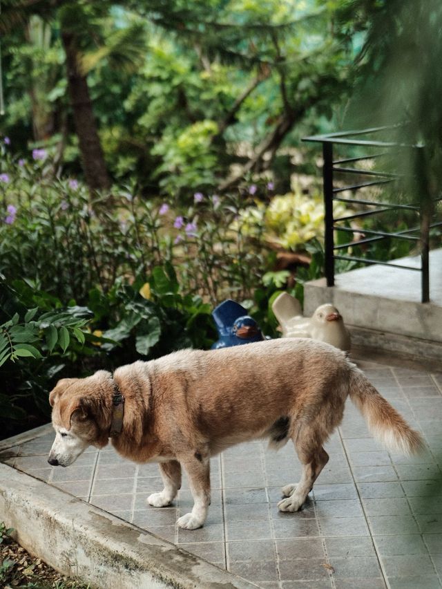 Onhill Village ที่พักวิวภูเขาน้องหมาพักได้ 🐕