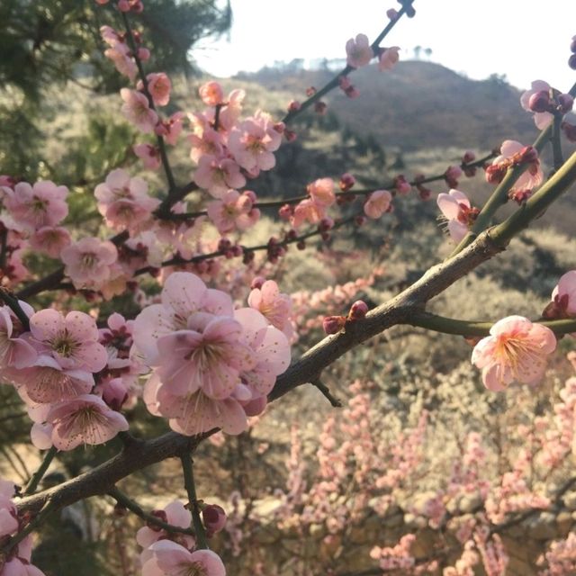 整個山頭真的狀觀和很美💮👍光陽梅花村