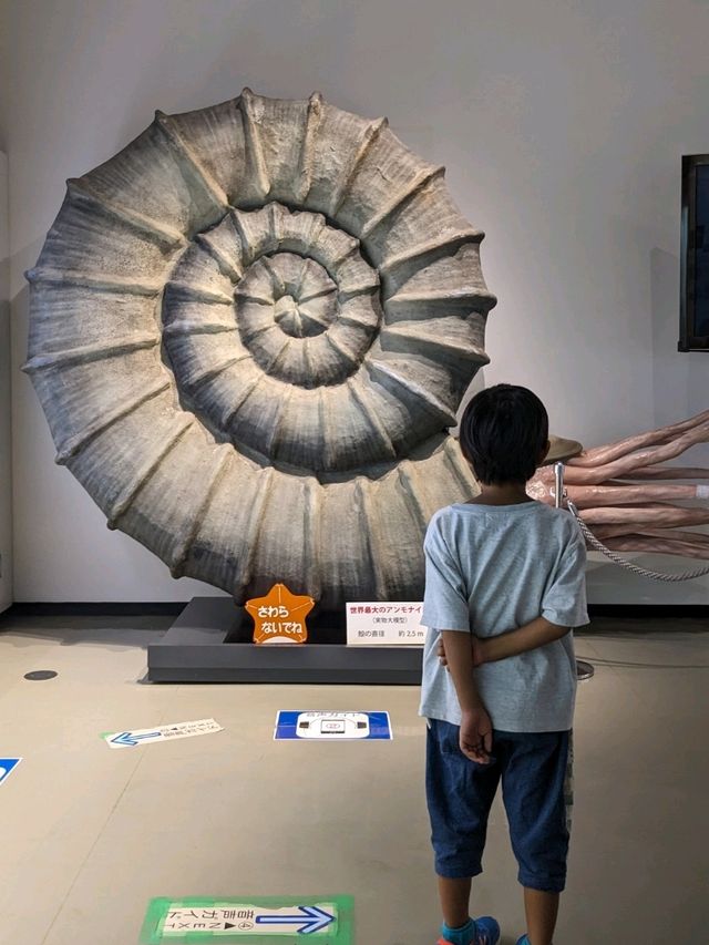 【北海道三笠】アンモナイトが沢山いる博物館