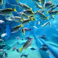 【テクノロジーが溢れる水族館】マクセル アクアパーク品川