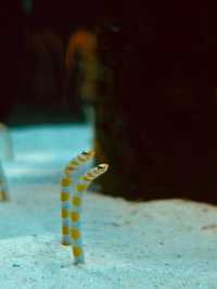 日本｜第一次來沖繩必到訪的美麗海水族館🪸