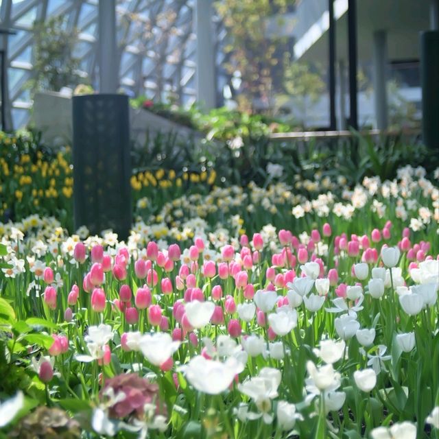 สวนทิวลิป 🌷🌷 Miracle Of Natural 🩷  สวนทิวลิป 🌷🌷 Miracle Of Natural 🩷