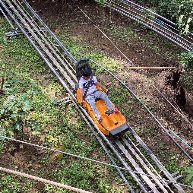 Pongyang Jungle Coaster&Zipline