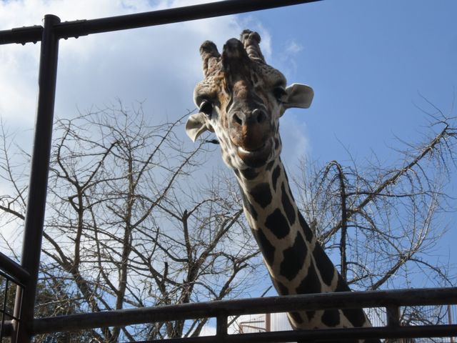 【神戸市立王子動物園】上野動物園並みの大充実