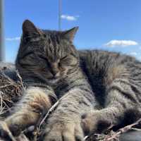 🇯🇵福岡糟屋新宮相島 超萌貓貓絕美景色🐈