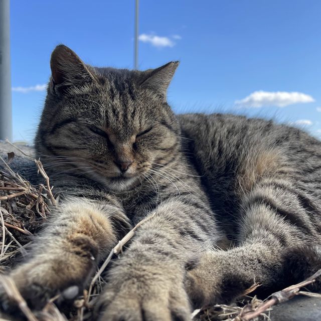 🇯🇵福岡糟屋新宮相島 超萌貓貓絕美景色🐈