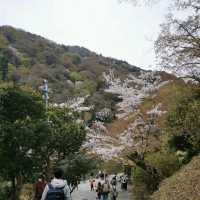 beautiful Arashiyama