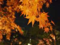 知恩院—紅葉夜之美