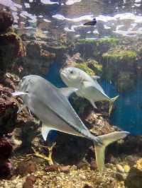 🐠พิพิธภัณฑ์สัตว์น้ำอ่าวคุ้งกระเบน จันทบุรี🐠