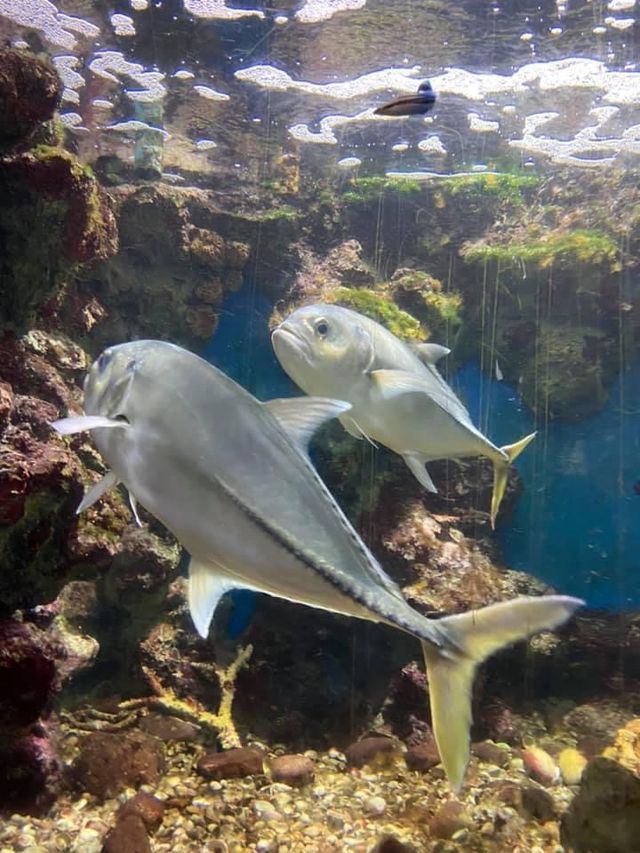 🐠พิพิธภัณฑ์สัตว์น้ำอ่าวคุ้งกระเบน จันทบุรี🐠
