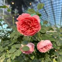 Flower Dome at Gardens by the bay