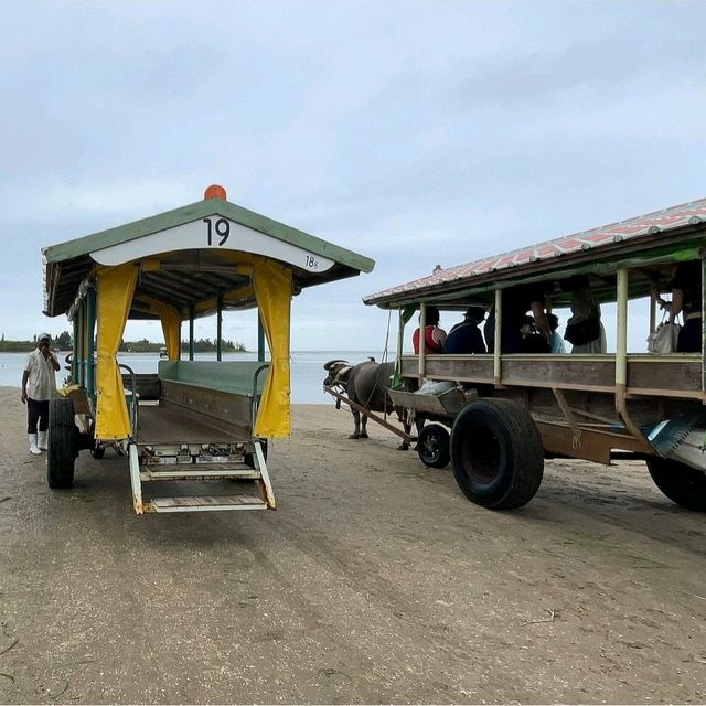 【沖縄県/由布島】初めての水牛車🐃