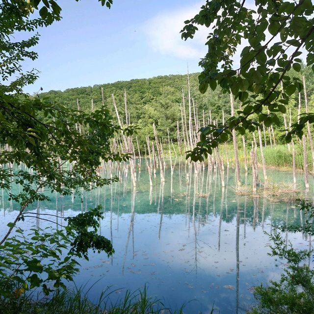 新興景點：北角道 青池