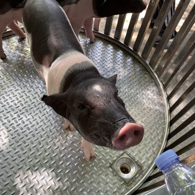 中國深圳｜野生動物園親親長頸鹿🦒小香豬🐷