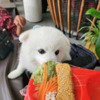โรงแรม 4 ดาวพัทยา ราคาเบา พาน้องหมาน้องแมวมาได้!