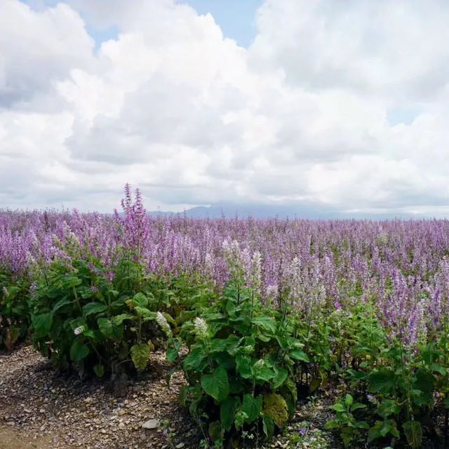 Breathtaking lavender fields in Provence FR
