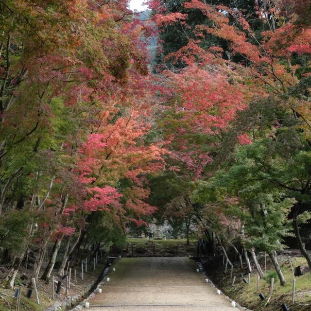 🍁🏯 中將庵～禪意自然日式庭院，紅葉美景如詩！🌿🍂🍁