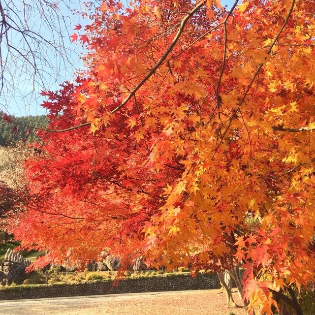 青梅方面に紅葉ドライブ
