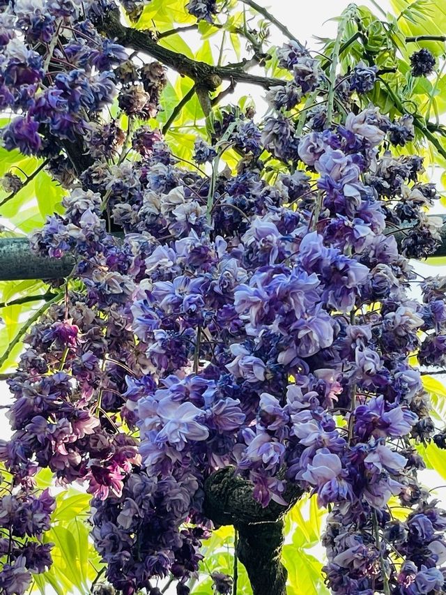 【栃木県/あしかがフラワーパーク】2023年行ってよかった！園内を彩る藤の花