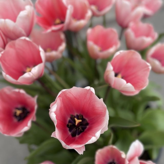 Spring with a sea of tulips