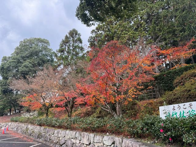 CoStudio | 舊竹林院 - 小琉璃光院の美しさと静けさ🍁🌿