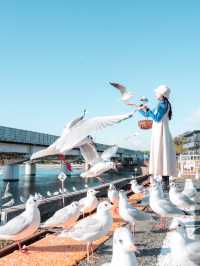 季節限定‼︎今だけ出会える最大800羽の渡り鳥🕊️