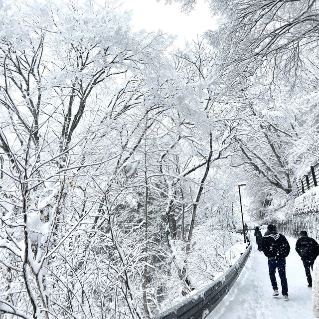 겨울왕국 시라카와고❄️