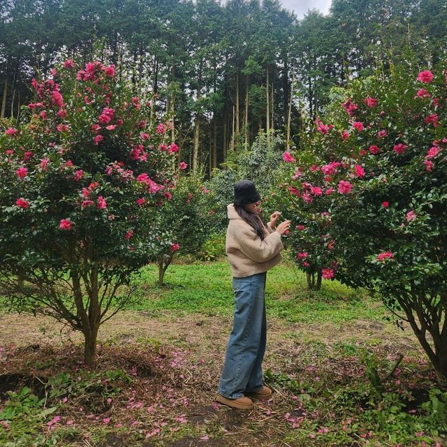 🌺동백의 계절, 제주여행 동백꽃 포토스팟 추천!!!!!🌺