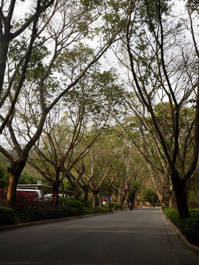 福田蓮花山公園，落羽松打卡景點