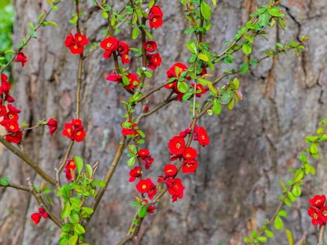 Atami Plum Garden