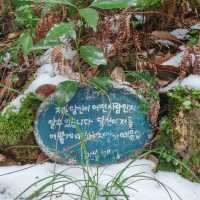 겨울의 초록숲 궁금하시지 않으세요