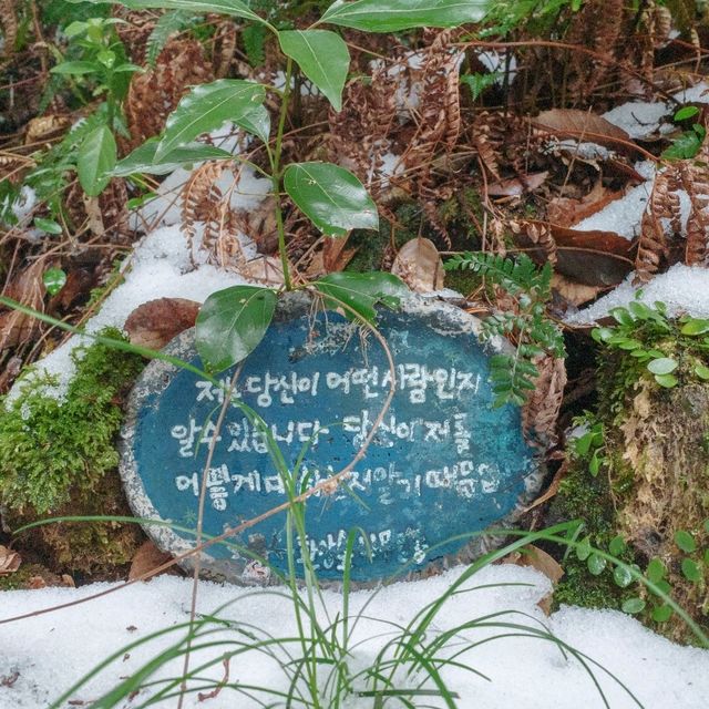 겨울의 초록숲 궁금하시지 않으세요