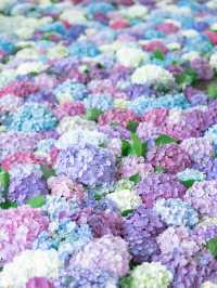 【福岡】今年こそ！紫陽花の時期の太宰府がおすすめ
