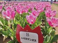 Tulip Fields in Chiba