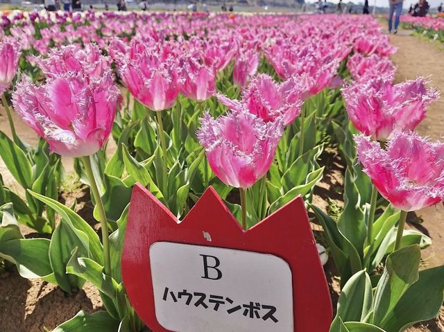 Tulip Fields in Chiba