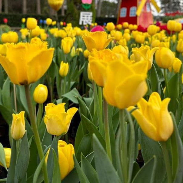 美不勝收的鬱金香花海在士林官邸🌷