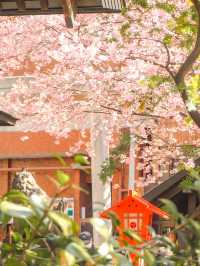 【蔵前神社】ミモザも一緒に楽しめる桜おすすめスポット