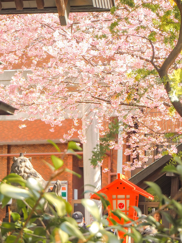 【蔵前神社】ミモザも一緒に楽しめる桜おすすめスポット